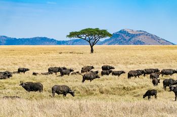 Grupos de WhatsApp de Tanzania