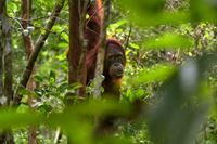 Kalimantan (Borneo Indonesio)