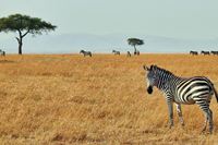 Kenia (grupo general)