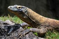 Komodo y Flores